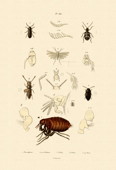 Polilla pluma de French School